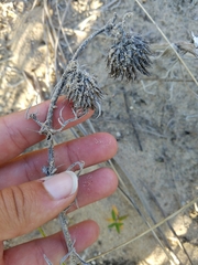 Cirsium pitcheri