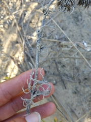 Cirsium pitcheri