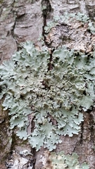 Parmotrema gardneri