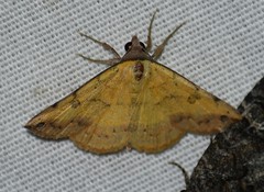 Hemeroplanis floccalis