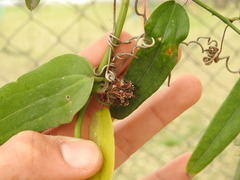 Smilax campestris