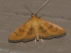 Psara dryalis