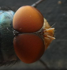 Chrysomya megacephala