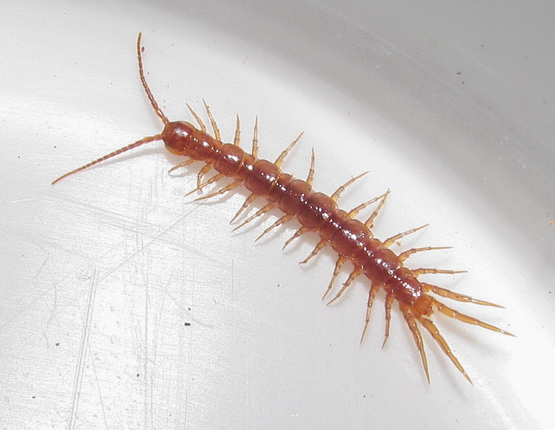 Arenobius manegitus