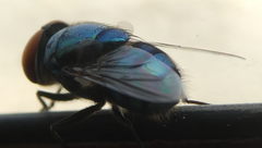 Chrysomya megacephala