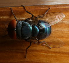 Chrysomya megacephala