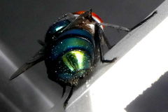 Chrysomya megacephala