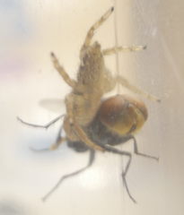 Chrysomya megacephala