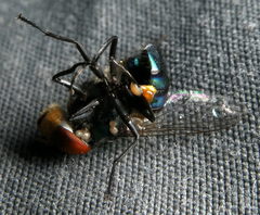 Chrysomya megacephala