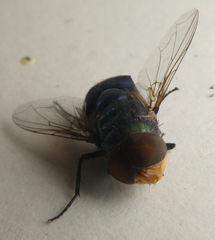 Chrysomya megacephala