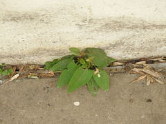 Muehlenbeckia sagittifolia