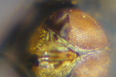 Chrysomya megacephala