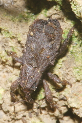 Styphlotelus