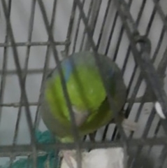 Forpus