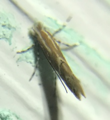Cremastobombycia solidaginis