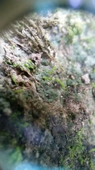 Endocarpon pallidulum