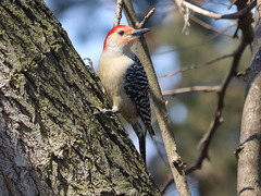 Melanerpes carolinus