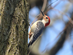 Melanerpes carolinus
