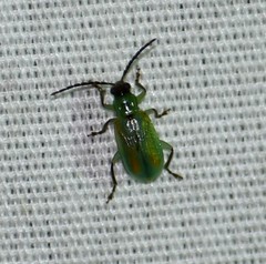 Diabrotica longicornis