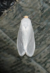 Pygarctia flavidorsalis