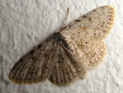 Scopula luridata