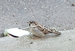 Passer domesticus