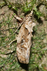 Atomotricha isogama