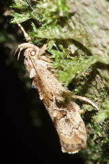 Atomotricha isogama