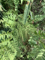 Equisetum sylvaticum