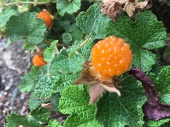 Rubus rolfei