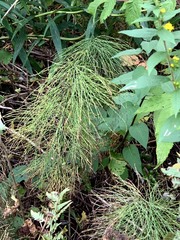 Equisetum sylvaticum