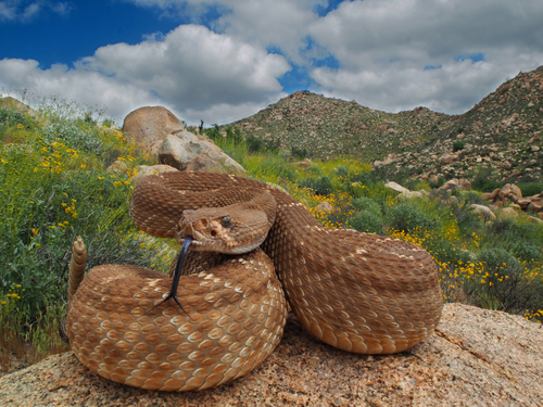 Red Diamond Rattlesnake, Riverside County, US-CA, US, photo 7 of 10