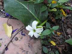 Jaborosa integrifolia