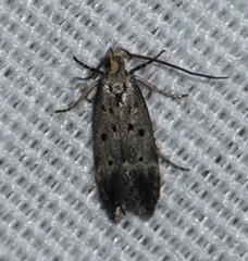 Neodactylota liguritrix