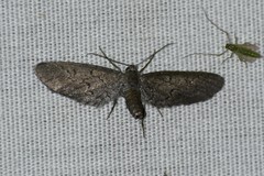 Glaucina erroraria