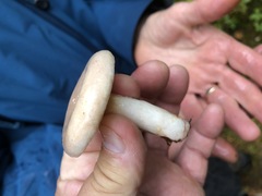 Lactarius pallescens