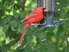 Cardinalis cardinalis