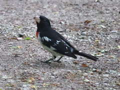 Cardinalis cardinalis