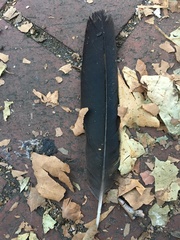 Corvus brachyrhynchos