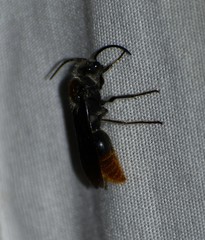 Sphaeropthalma marpesia