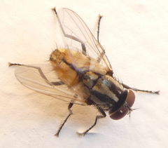 Diptera