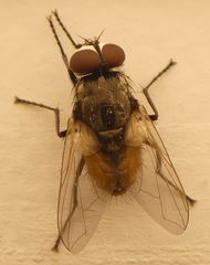 Diptera
