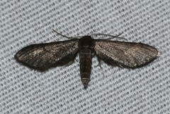 Protoproutia laredoata