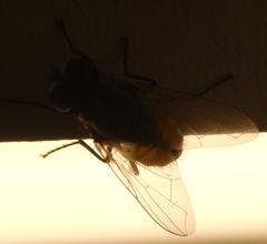 Diptera