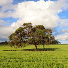 Eucalyptus porosa