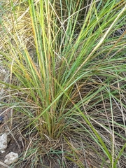 Muhlenbergia lindheimeri