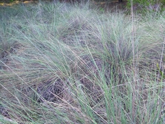 Muhlenbergia lindheimeri
