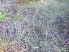 Muhlenbergia lindheimeri