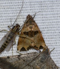 Cobubatha metaspilaris