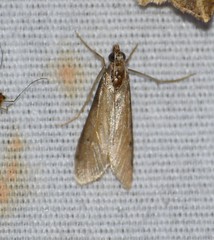Blepharomastix haedulalis